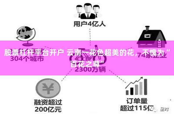 股票杠杆平台开户 云南一花色超美的花，不愧为“百花之尊”